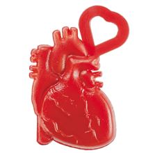 Anatomical Heart